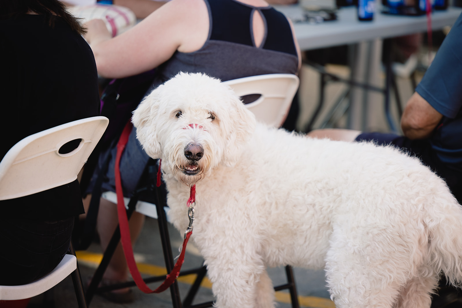 Patio Pup Menu — photo 2